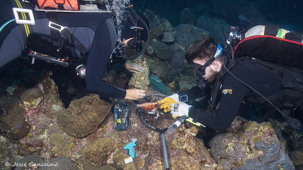 Two divers hover over the reef as they work to attach a tracking tag on a captured lionfish.