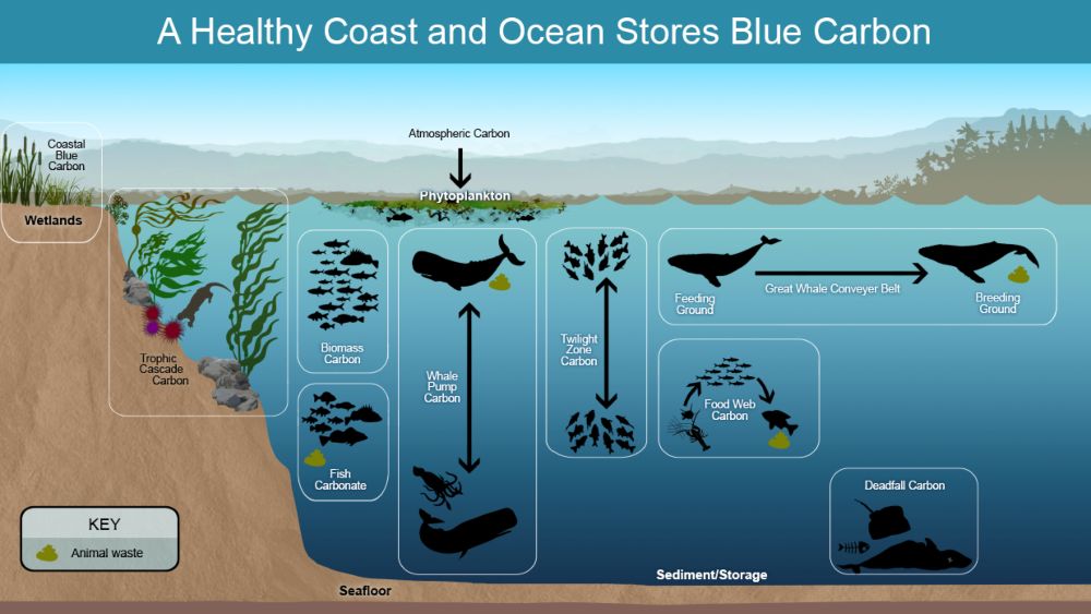 An infographic with silhouettes and text highlighting the carbon cycle in relationship to the coast and ocean.