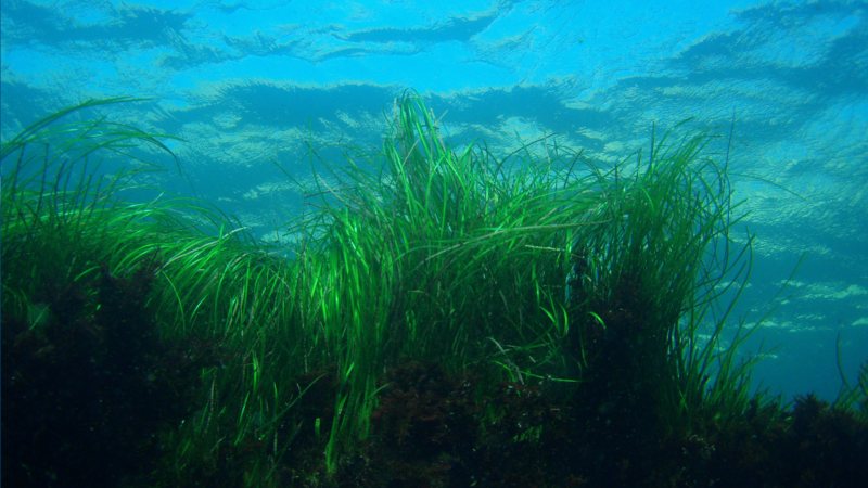 Vibrant green seagrass moves in the underwater currents of the ocean off NOAA’s Channel Islands National Marine Sanctuary.