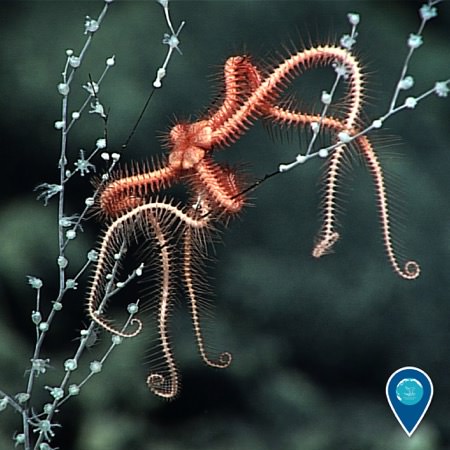 brittle star climbs on a octocoral