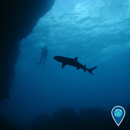 shark swimming by a diver