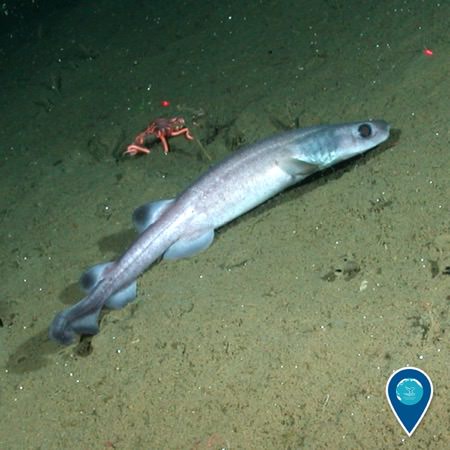 filetail catshark at the bottom of sur canyon
