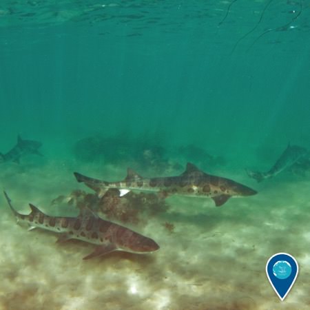 a shiver (group) of leopard sharks swimming