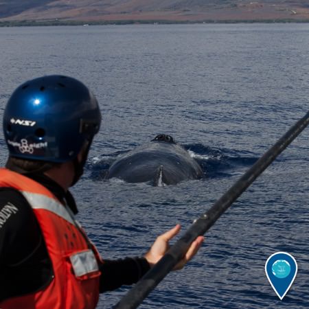 researcher preparing to tag a humpback whale