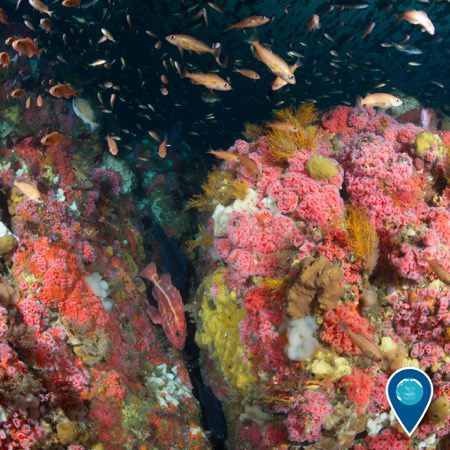 a rocky habitat teaming with marine life
