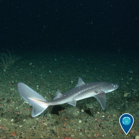 spiny dogfish patrolling the seafloor