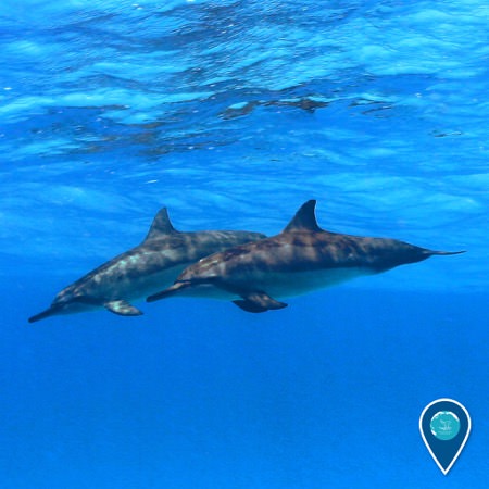 two hawaiin spinner dolphins swimming together