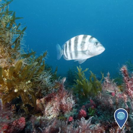 live-bottom reef cover with marine life and a fish swimming over