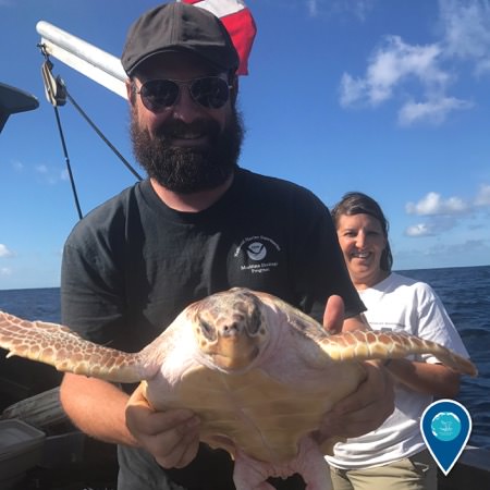 man holding an adolescent loggerhead turtle before release back into the ocean