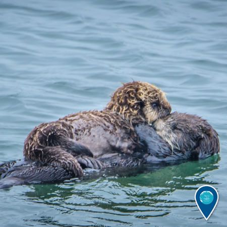 sea otter and cub swimming