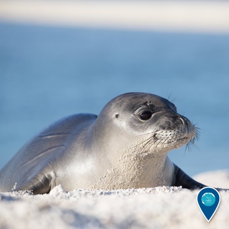 hawaiian monk seal on the beach