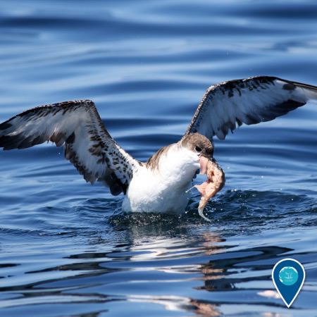 a great shearwater feeding on the water surface