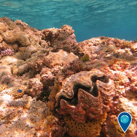 Pink coralline algae dominates the atoll's fringing reef, giving the reef a rosy hue