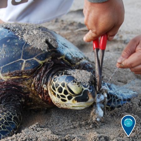 a person using pliers to remove a fishing hook from a sea turtle on the beach