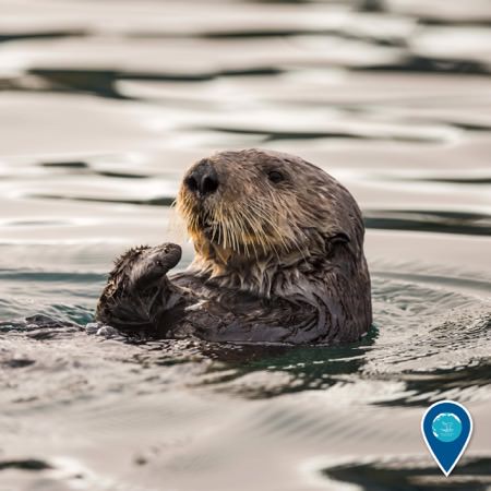 sea otter at the surface of the water