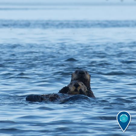 sea otters swimming