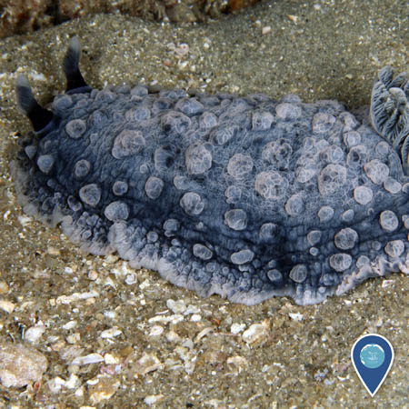 warty sea slug on the ocean bottom