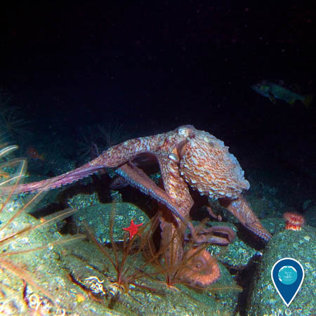 a giant pacific octopus among rocks