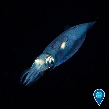 atlantic brief squid