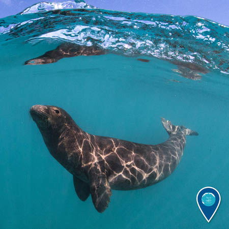 hawaiian monk seal swimming