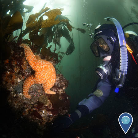 diver examining a ochre star on tatoosh island