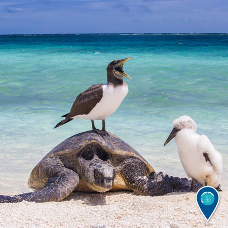 masked booby standing on a sea turtle's shell
