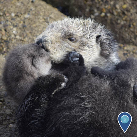 mother sea otter grooming her pup