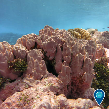 Pink coralline algae covering coral