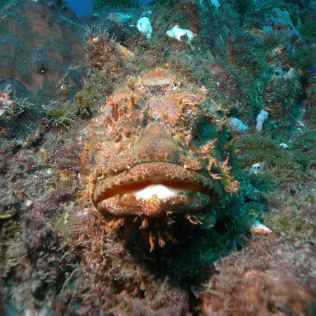 scorpionfish blending into the reef