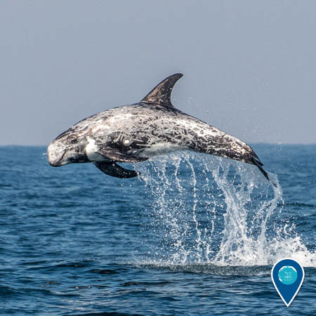 Risso's dolphin leaping through the waves