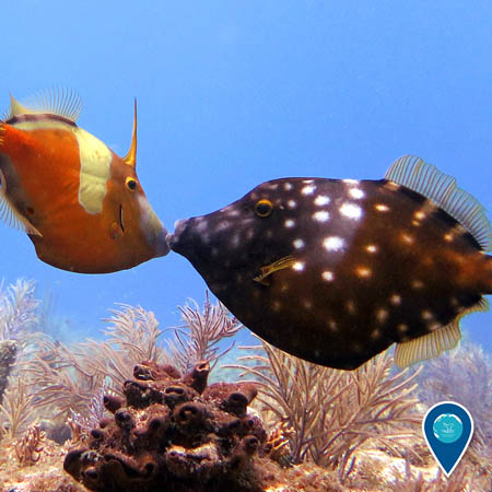 two whitespotted filefish