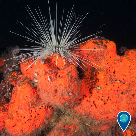 long-spined sea urchin hangs out on an orange elephant ear sponge