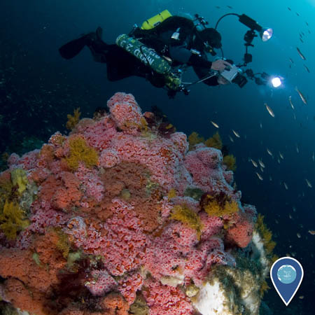 diver photograhing a coral reef