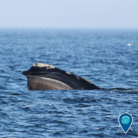 North Atlantic right whales swimming