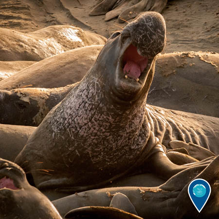 Northern elephant seals among other seals on the beach with it mouth open