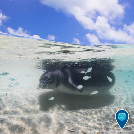 Hawaiian monk seal swimming in shallow water surrounded by fish