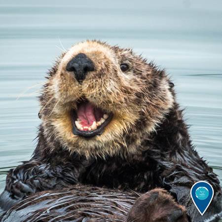 southern sea otter