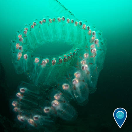 a chain of salps