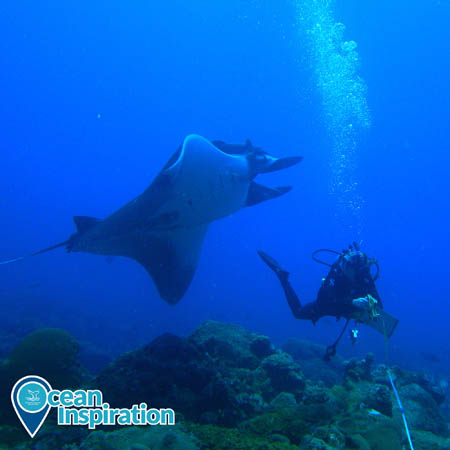 manta ray swimming by a diver