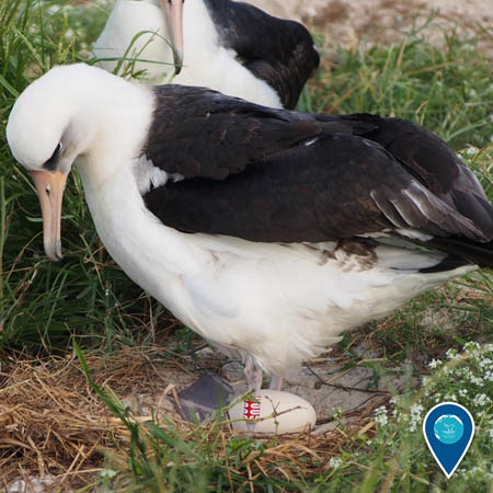 Laysan albatross male tending to an egg