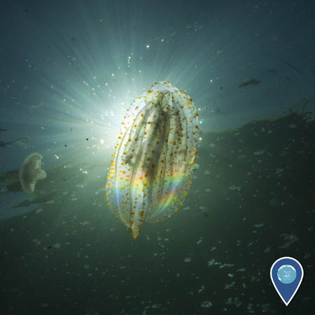 lobate comb jelly