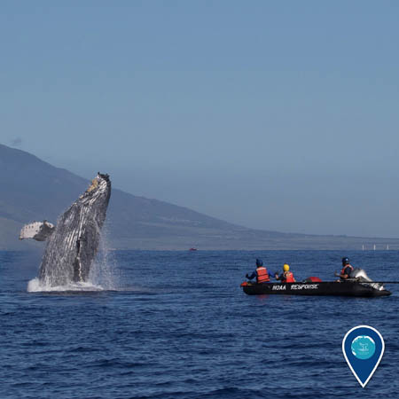 whale breaching near the responders who just disentangled it from fishing gear