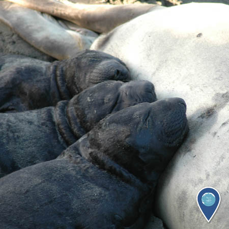 three northern elephant seal pups are taking a snooze togheter
