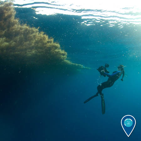diver filming sargassum seaweed