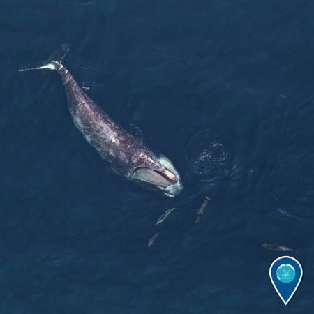 North Atlantic right whale feeding near Atlantic white-sided dolphins