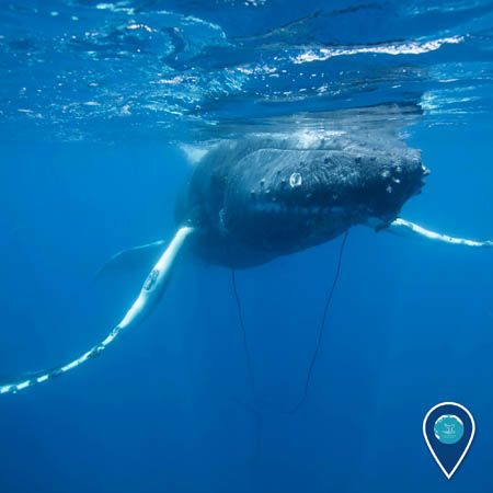 Humpback Whale entangled in marine debris
