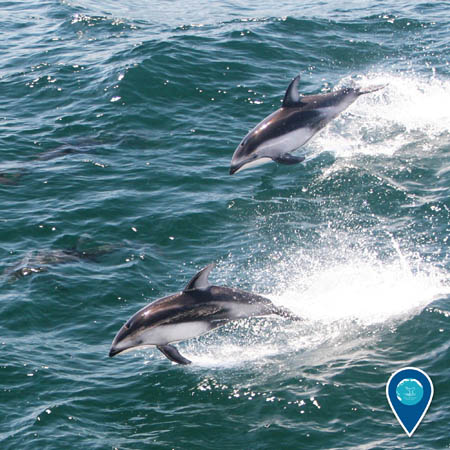 Pacific white-sided dolphins jumping out of the water