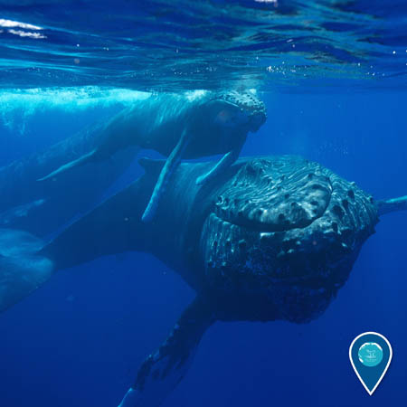 humpback whale and calf swimming