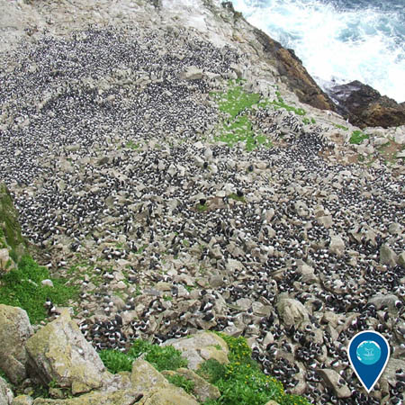 a large mass of seabirds crowd onto the rocky outcroppings of the Farallon Islands