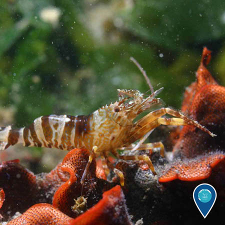 a shrimp crawls over the invasive Watersipora subtorquata